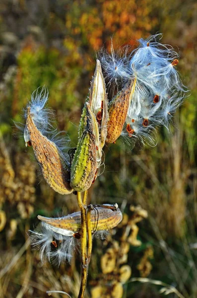 Milkweed plant dried seed pods blowing in wind — Stock Photo, Image