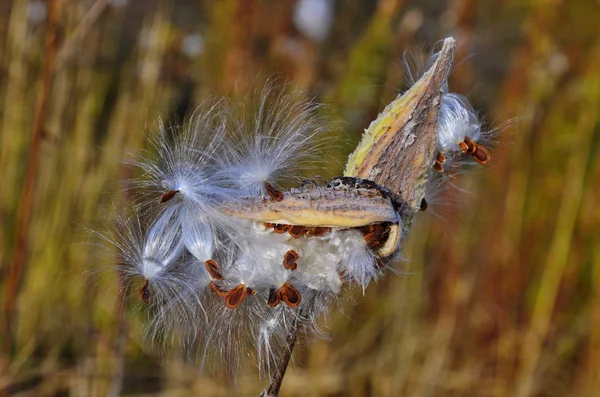 Milchkrautpflanze getrocknete Samenschoten, die im Wind wehen — Stockfoto