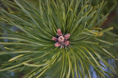 Bir dalda çam kozalağı.