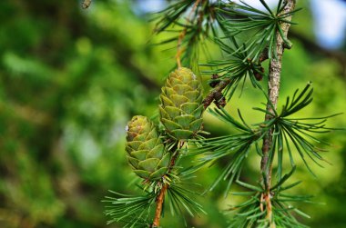 Yeşil karaçam kozalakları, karaçam ağacı