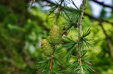 Yeşil karaçam kozalakları, karaçam ağacı