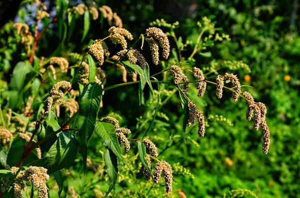 Pembe çiçekli güzel bir dal. Persikaria ya da yeşil bulanık arka planda poligonum hidropiper.