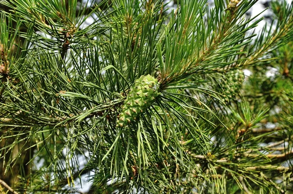 Bir dalda çam kozalağı.