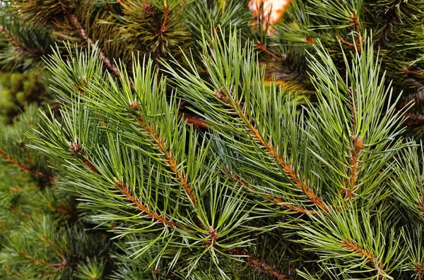 Tannenzapfen auf einem Ast. — Stockfoto