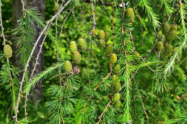 Gröna lärkkottar, lärkträd — Stockfoto