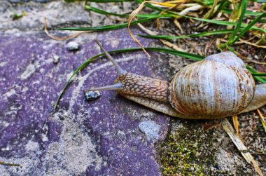 yakın bir salyangoz moss üzerinde yukarı.