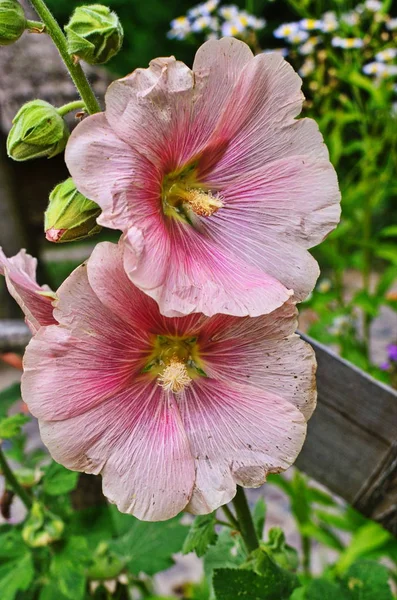 ホリホックの花クローズアップ. — ストック写真