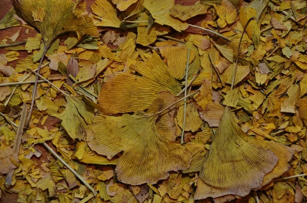 Daun ginkgo kering di atas meja . — Stok Foto