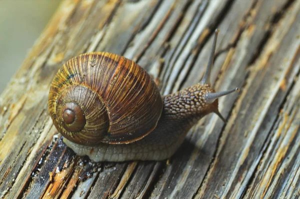 A close up a moss csiga. — Stock Fotó