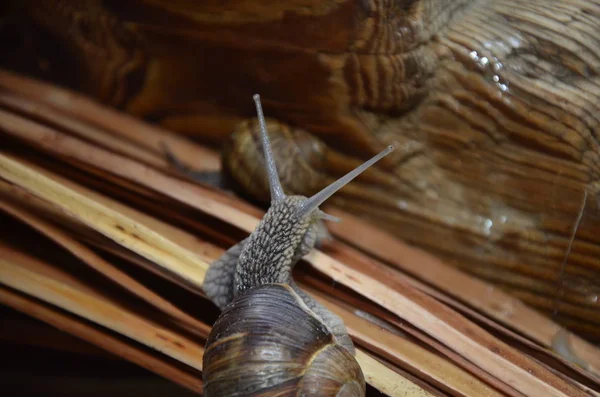 Eine Nahaufnahme der Schnecke auf Moos. — Stockfoto