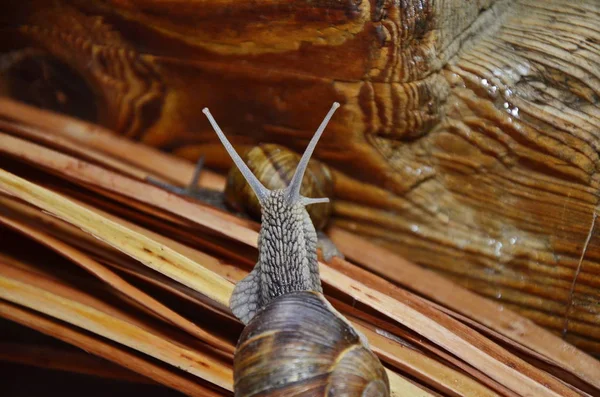 Um close-up do caracol no musgo . — Fotografia de Stock
