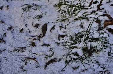 Karın altında yeşil çimenler. kar arka plan ile kaplı çim.