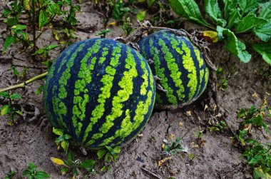 Karpuz tarlada