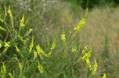 Melilotus officinalis (Sarı Tatlı Çiçek)