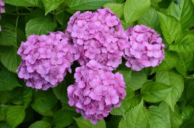 Güzel çiçek menekşe güneş.