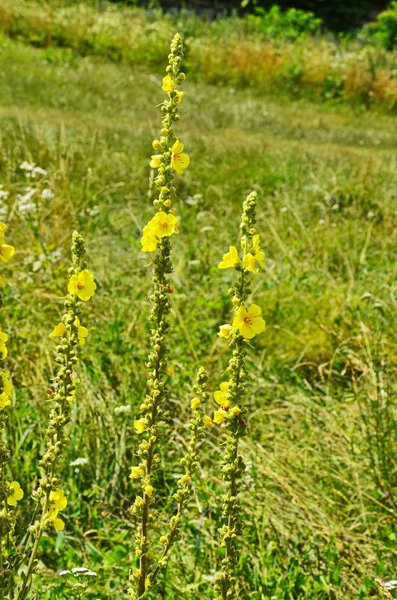 En el verano, el salmonete (Verbascum) florece en la naturaleza —  Fotos de Stock