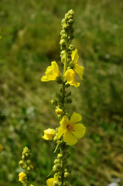 In the summer, mullein (Verbascum) blooms in the wild — Stock Photo, Image