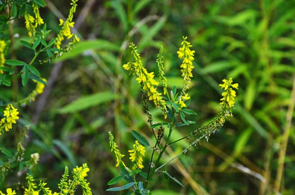 Melilotus officinalis (Ventilador doce amarelo ) — Fotografia de Stock
