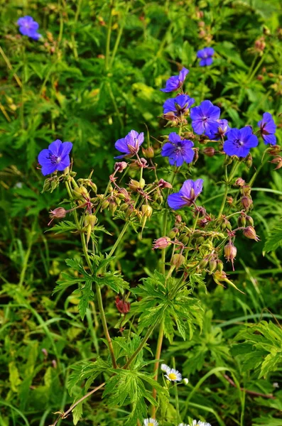 Erdei geránium-Cranesbill, Geranium sylvaticum. Muskátli. — Stock Fotó