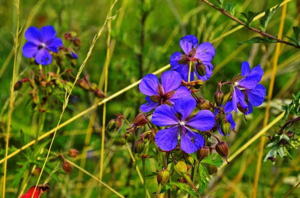 Erdei geránium-Cranesbill, Geranium sylvaticum. Muskátli. — Stock Fotó