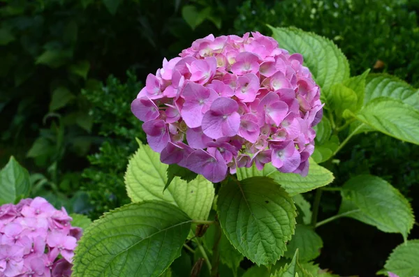 Mooie bloem Violet zon. — Stockfoto