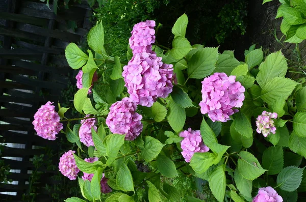 Mooie bloem Violet zon. — Stockfoto