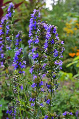 Çördük (Hyssopus officinalis)