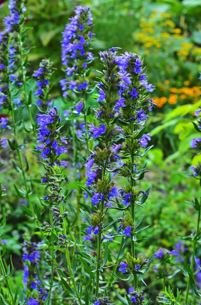 Hyssop (Hyssopus officinalis) — Stock Photo, Image