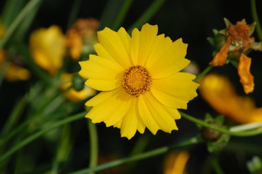 Bahçedeki sarı koreopsis çiçeklerinin üzerindeki bir kelebek.