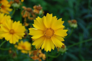 Bahçedeki sarı koreopsis çiçeklerinin üzerindeki bir kelebek.