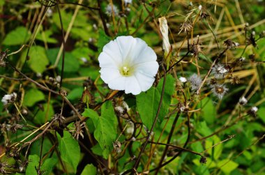 Calystegia sepium. Çit yosunu. Tinkerbell Belediye Başkanı.