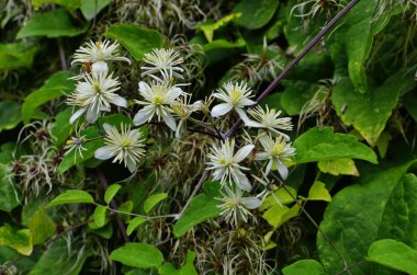 Clematis Vitalba bitkisine yakın çekim.