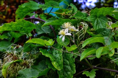 Clematis Vitalba bitkisine yakın çekim.