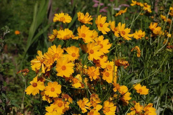 Bahçedeki sarı koreopsis çiçeklerinin üzerindeki bir kelebek. — Stok fotoğraf