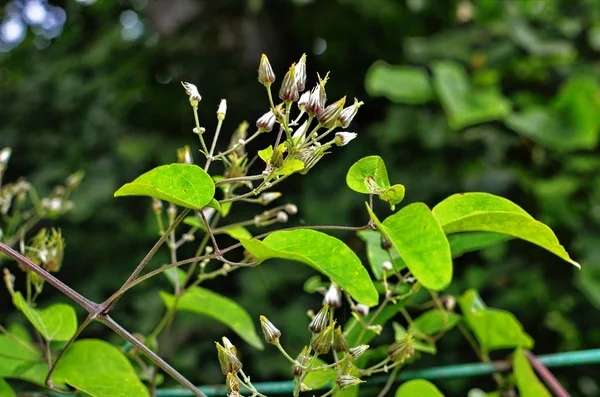 Primo piano della pianta di Clematis vitalba . — Foto Stock