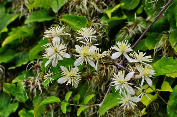 Clematis Vitalba bitkisine yakın çekim.