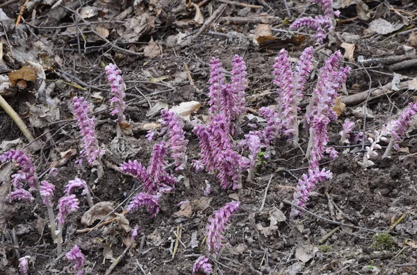 Parasitic plant Common Toothwort (Lathraea squamaria). — Stock Photo, Image