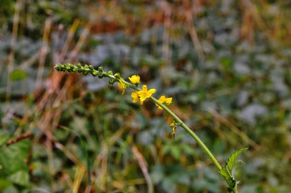 普通农业（Agrimonia eupatoria）) — 图库照片