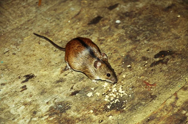 Casa mouse seduto sul pavimento con gli occhi curiosi guardando la fotocamera . — Foto Stock