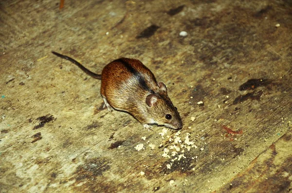 Ratón de casa sentado en el suelo con ojos curiosos mirando a la cámara . —  Fotos de Stock