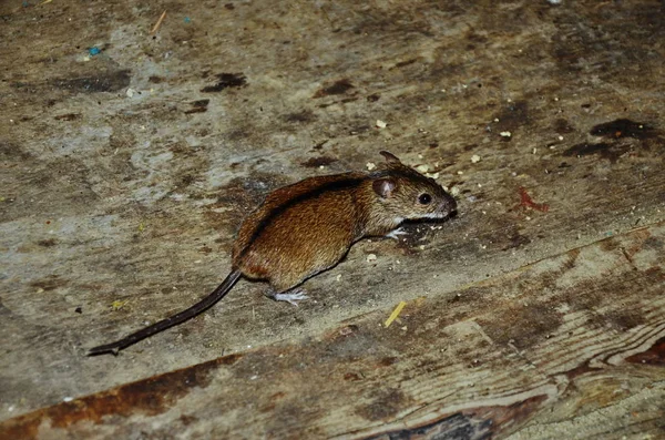 Mysz domu siedzi na podłodze z ciekawymi oczami patrząc w aparat. — Zdjęcie stockowe