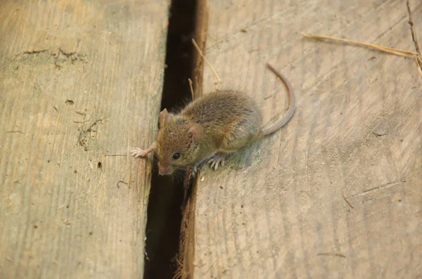 Domácí myš sedící na podlaze se zvědavýma očima hledícíma do kamery. — Stock fotografie
