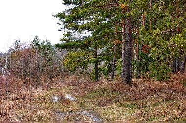 Orman çam ağaçları arka plan görüntüsü. Çam ağacı ormanı.