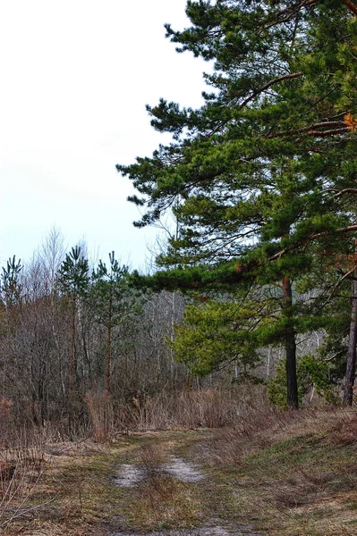 Forest pinjeträd bakgrund utsikt. Tallskog. — Stockfoto