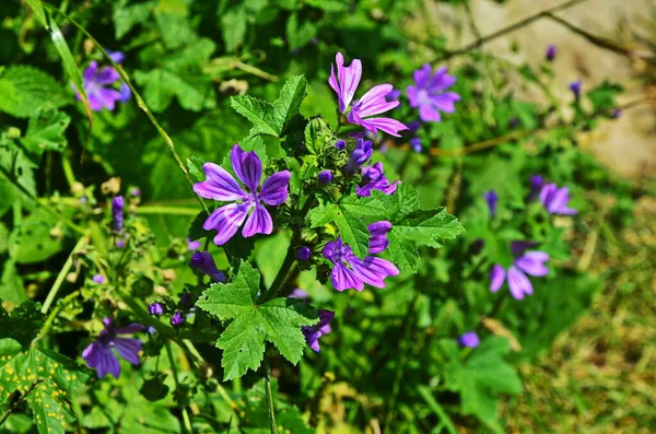 Vild malva i sommarträdgården — Stockfoto