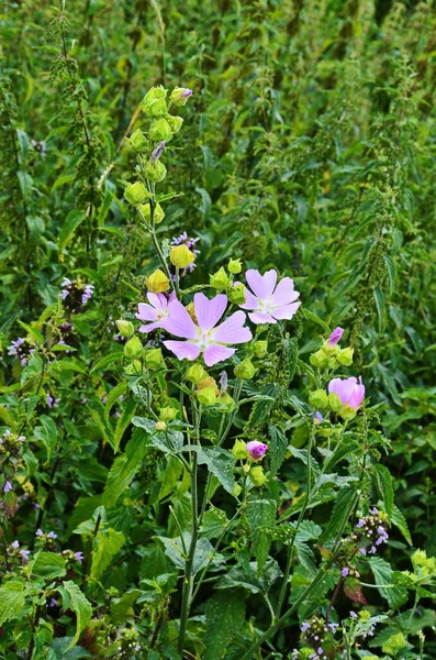 Malva silvestre en el jardín de verano — Foto de Stock