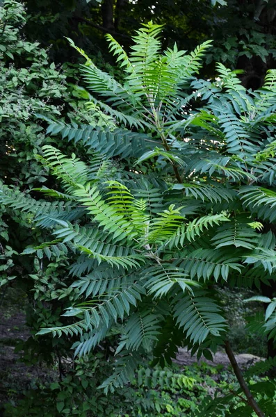 夏のライスヒルタの木. — ストック写真