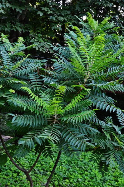 Rhus hirta träd på sommaren. — Stockfoto