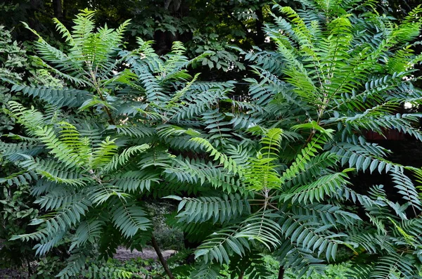 Rhus hirta en été . — Photo