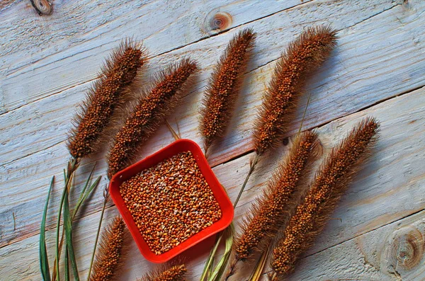 Yellow seeds of Italian millet. — Stock Photo, Image
